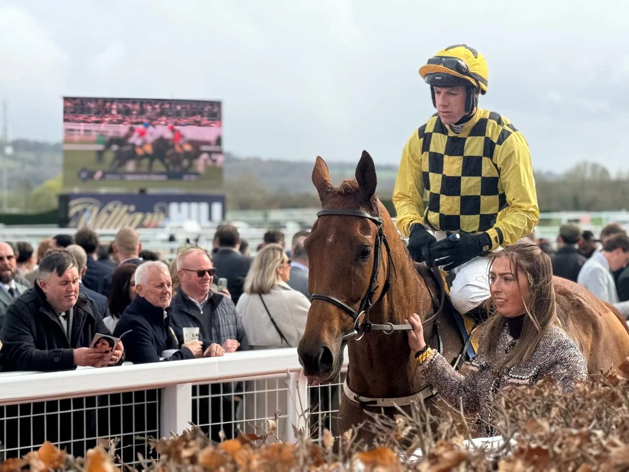 Jockey in yellow and black silks riding through the paddock